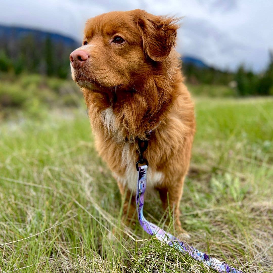PNW Alpine Dog Collar: Reef