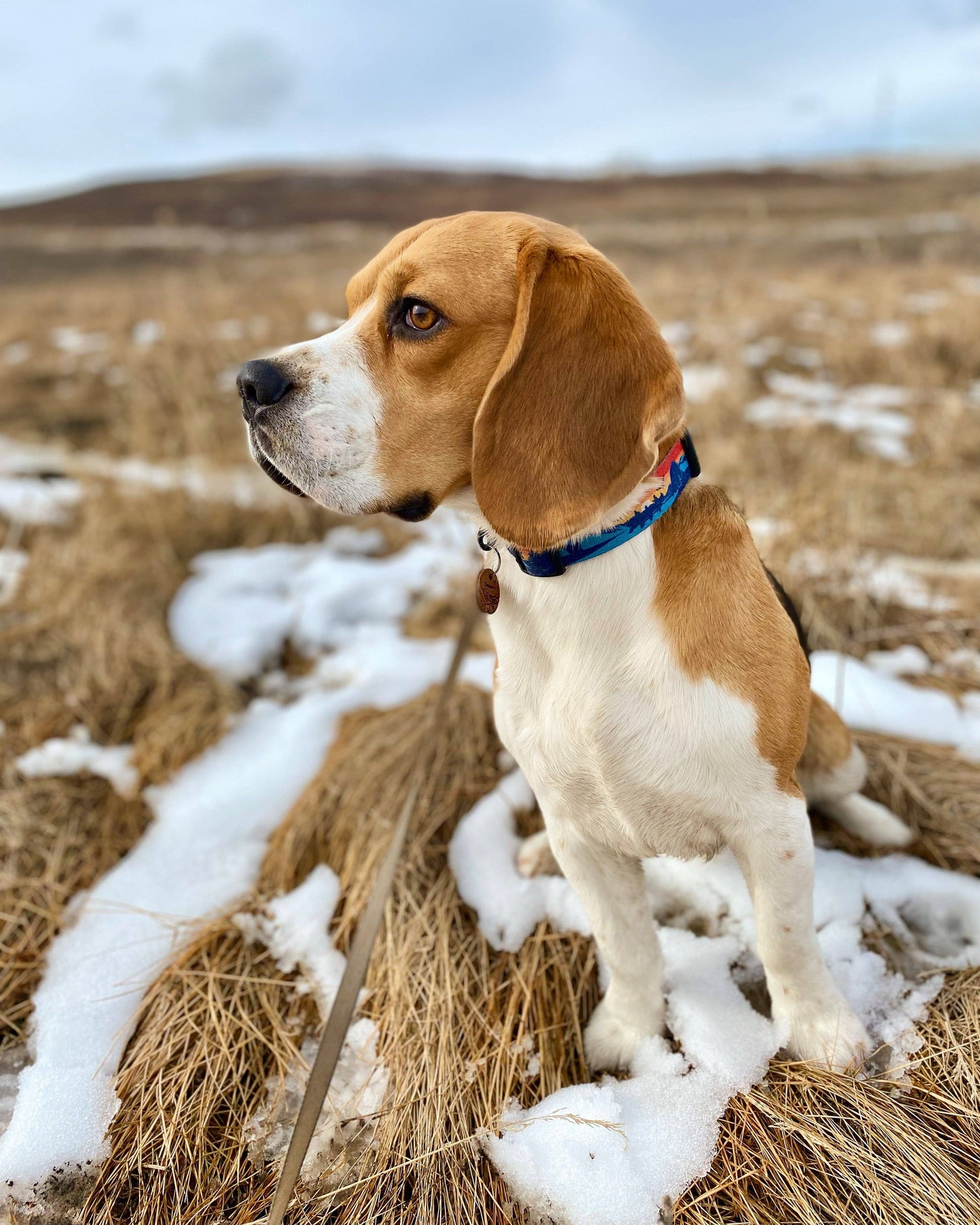 Banff Alpine Dog Collar