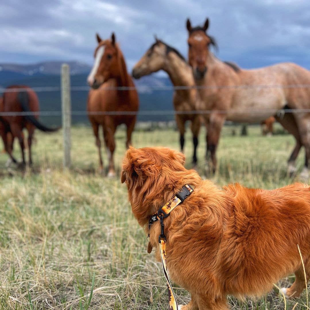 Yellowstone Alpine Dog Collar