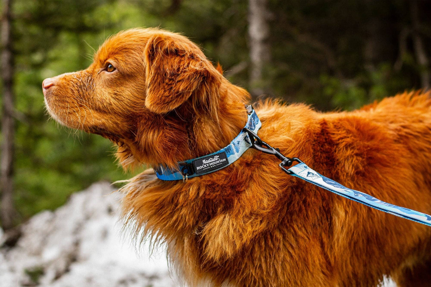 Kootenay Alpine Dog Collar: Green