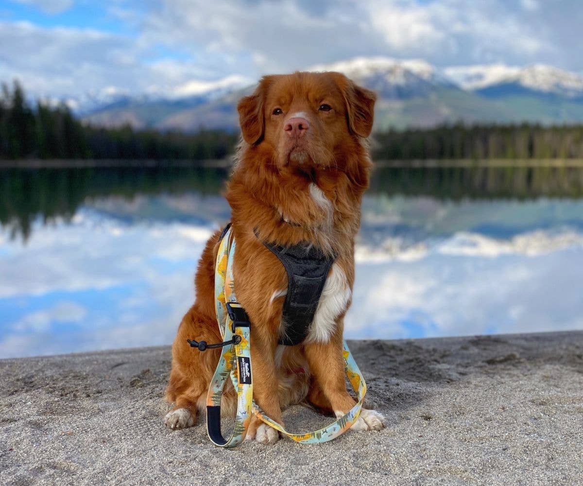 PNW All-Mountain Dog Leash: Reef / 6 ft leash