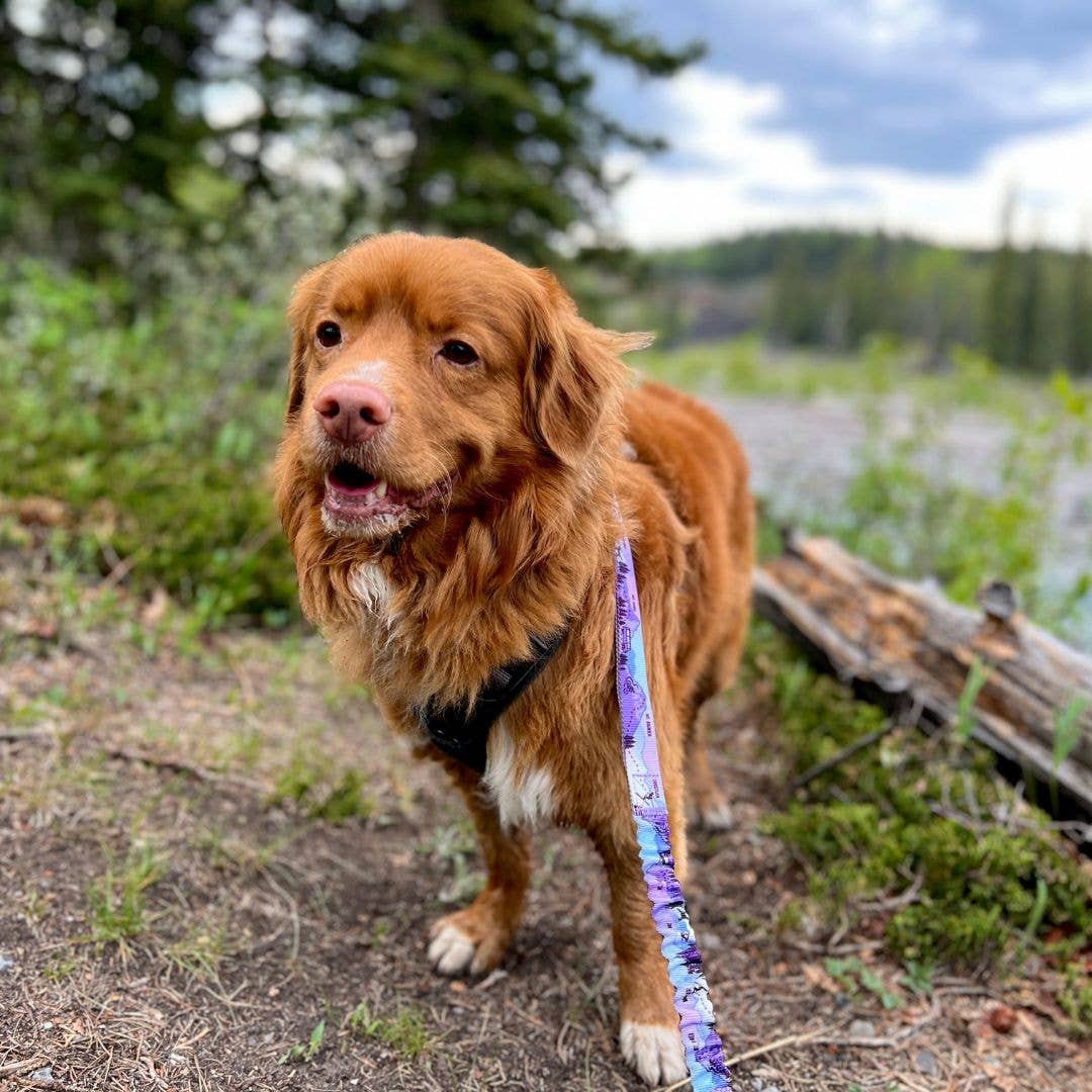 PNW All-Mountain Dog Leash: Reef / 6 ft leash