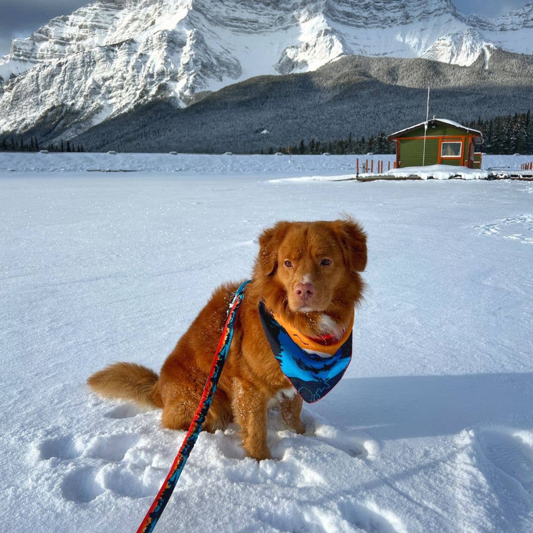 Banff All-Mountain Dog Leash