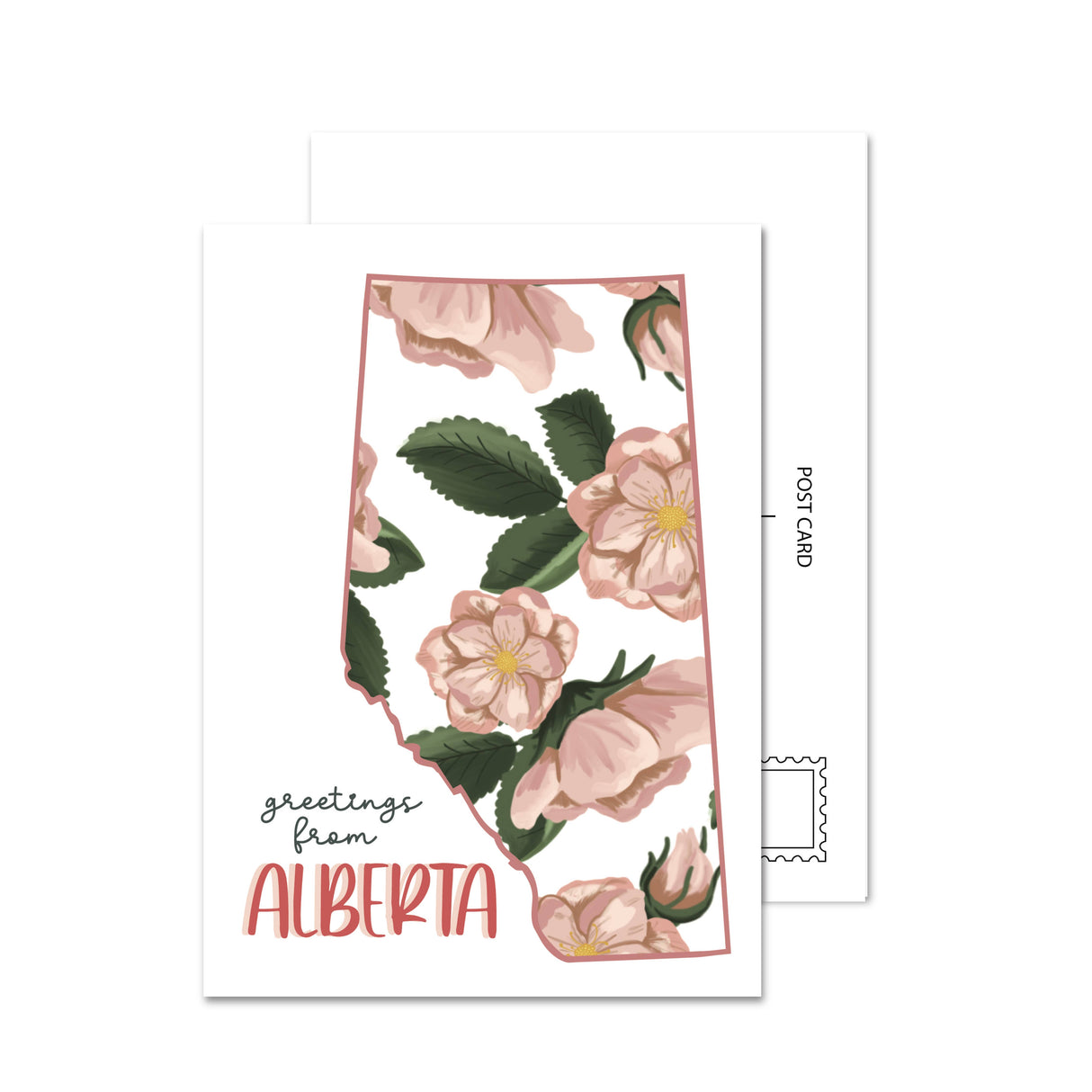 Alberta Wildrose Postcard - On White Background