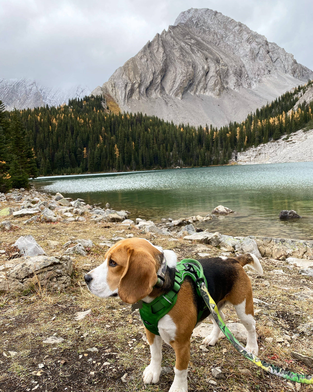 Kootenay All-Mountain Dog Leash: Green (Summer) / 6 ft leash