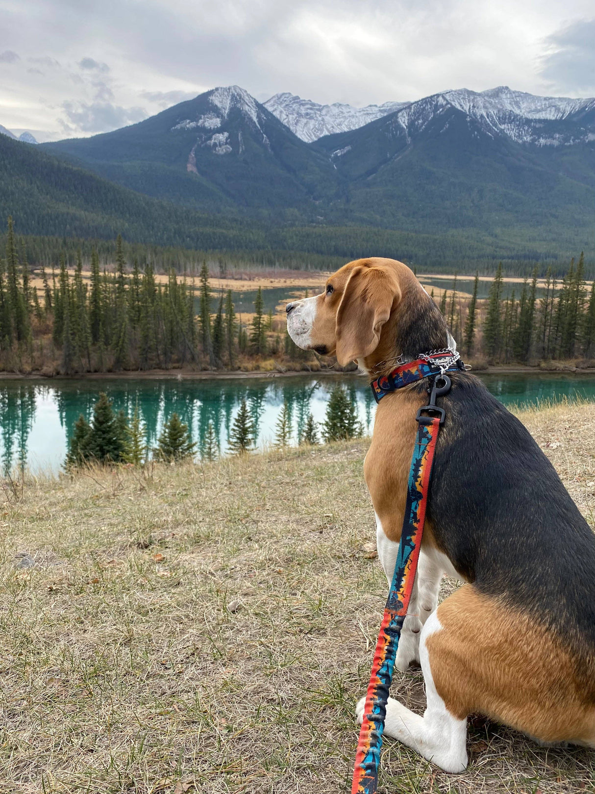 Banff Alpine Dog Collar