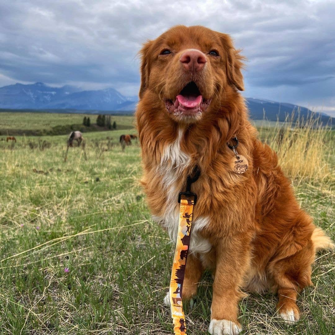 Yellowstone Alpine Dog Collar