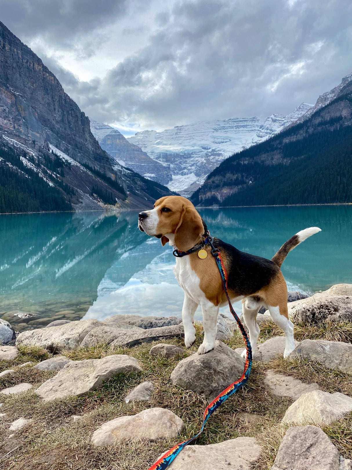 Banff All-Mountain Dog Leash