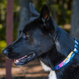 V2 Canmore Alpine Dog Collar: Sunrise