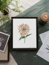 Dahlia: 8x10”