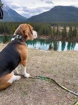 Kootenay Alpine Dog Collar: Blue
