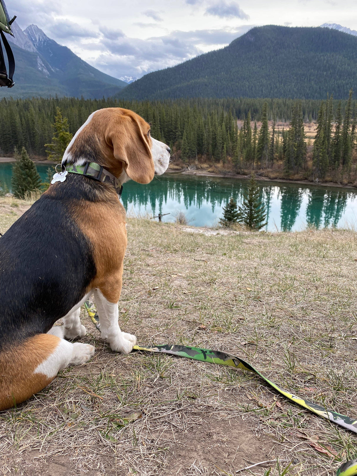 Kootenay Alpine Dog Collar: Green