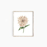 Dahlia: 8x10”