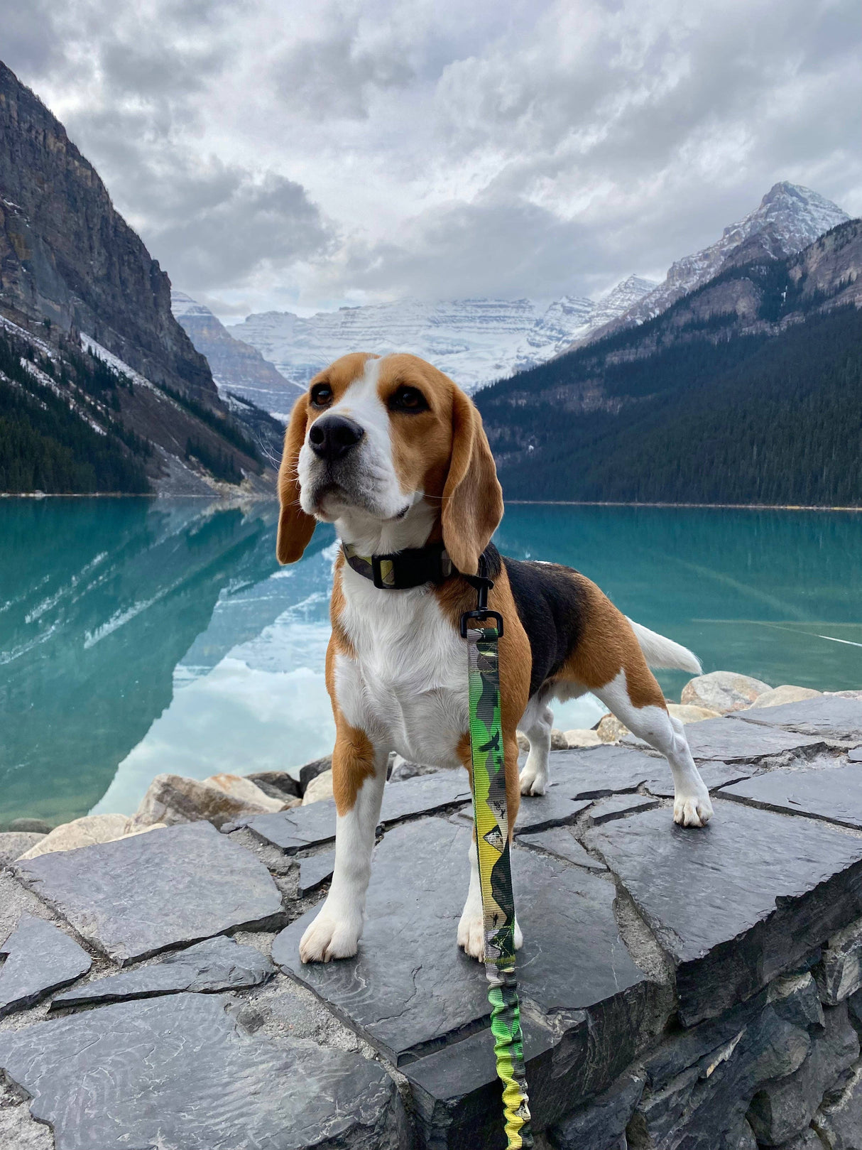 Kootenay All-Mountain Dog Leash: Green (Summer) / 6 ft leash