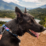 V2 Canmore Alpine Dog Collar: Sunrise