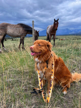 Yellowstone All Mountain Dog Leash: 6 Ft