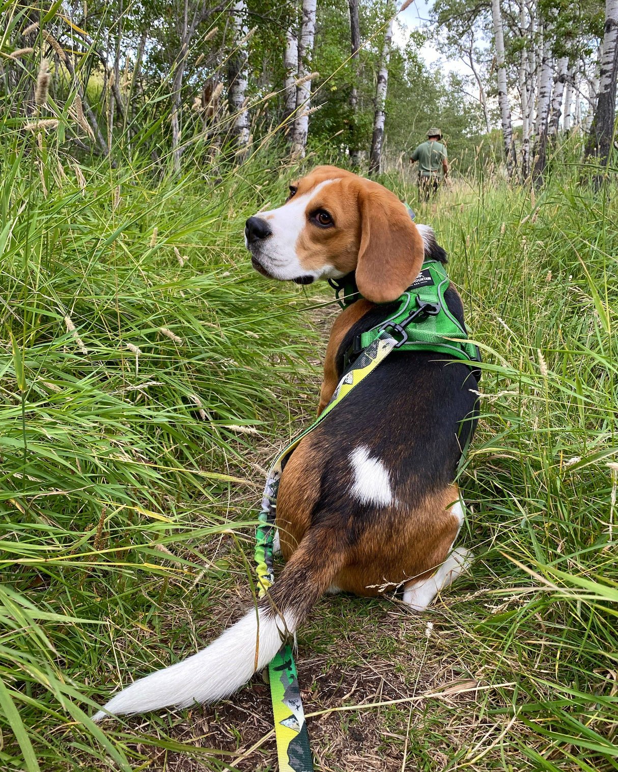 Kootenay All-Mountain Dog Leash: Blue (Winter) / 6 ft leash