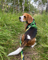 Kootenay All-Mountain Dog Leash: Green (Summer) / 6 ft leash