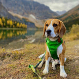 All-Terrain Dog Harness – Summit, No-Pull: Green
