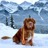 RMD Biothane Leashes: 5 ft