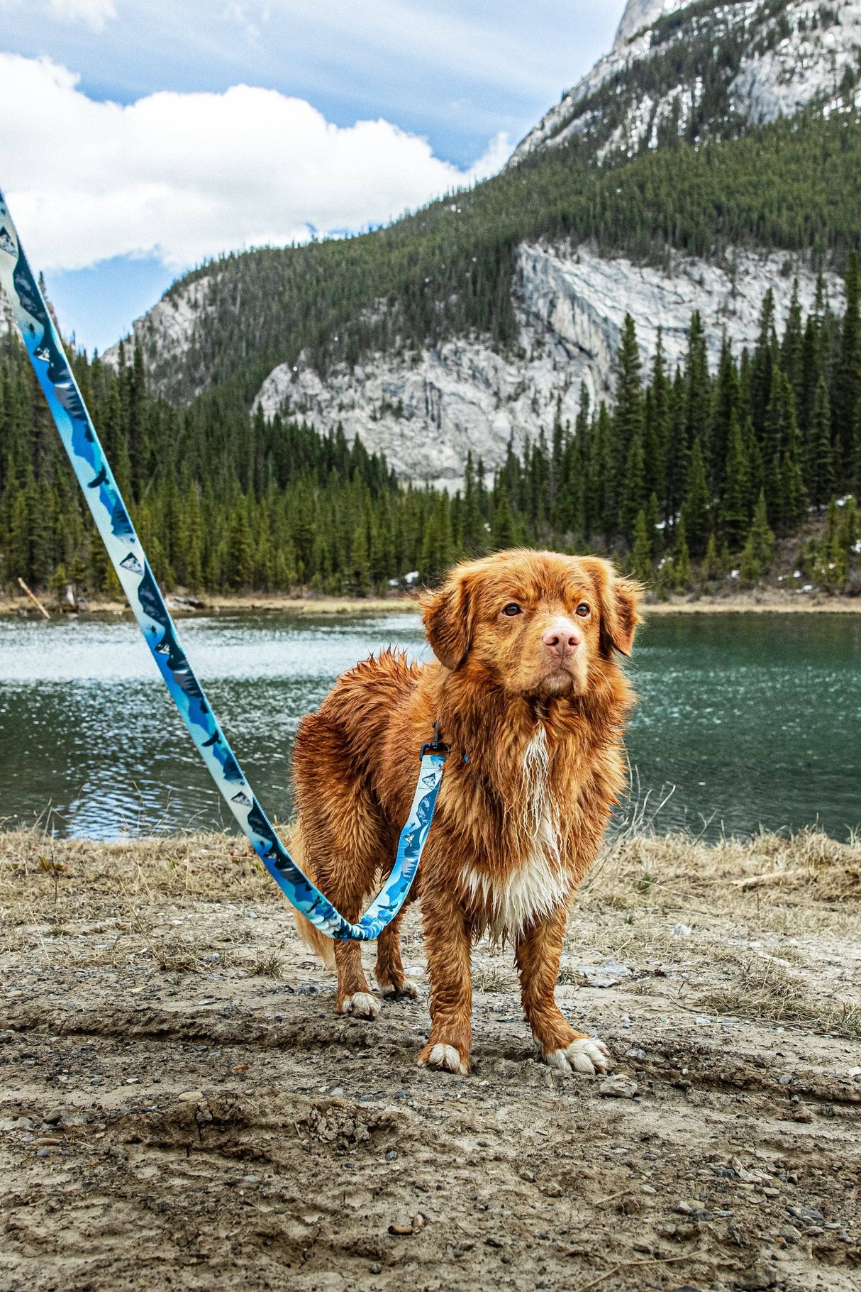 Kootenay All-Mountain Dog Leash: Blue (Winter) / 6 ft leash