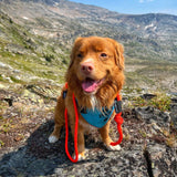 Fernie Rope Dog Leash: 5 FT Carabiner