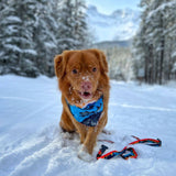 Banff All-Mountain Dog Leash