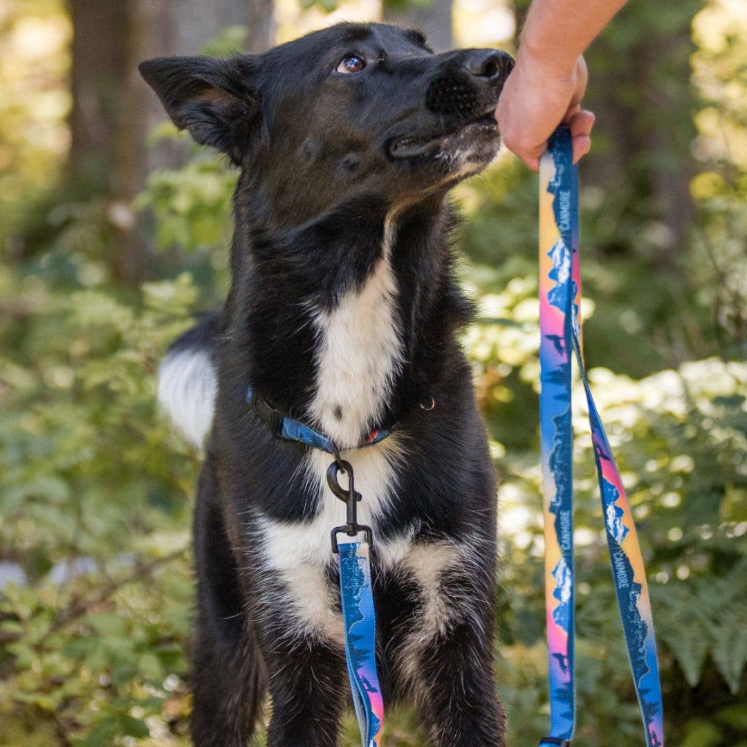 V2 Canmore All Mountain Dog Leash: Sunrise / 6 ft leash