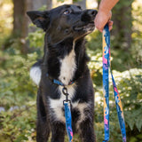 V2 Canmore All Mountain Dog Leash: Sunrise / 6 ft leash