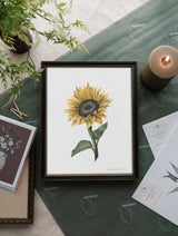Sunflower II: 11x14”