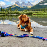 V2 Canmore All Mountain Dog Leash: Sunrise / 6 ft leash