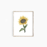 Sunflower II: 11x14”