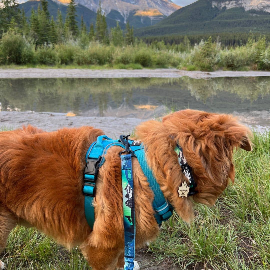 V2 Canmore Alpine Dog Collar: Sunrise