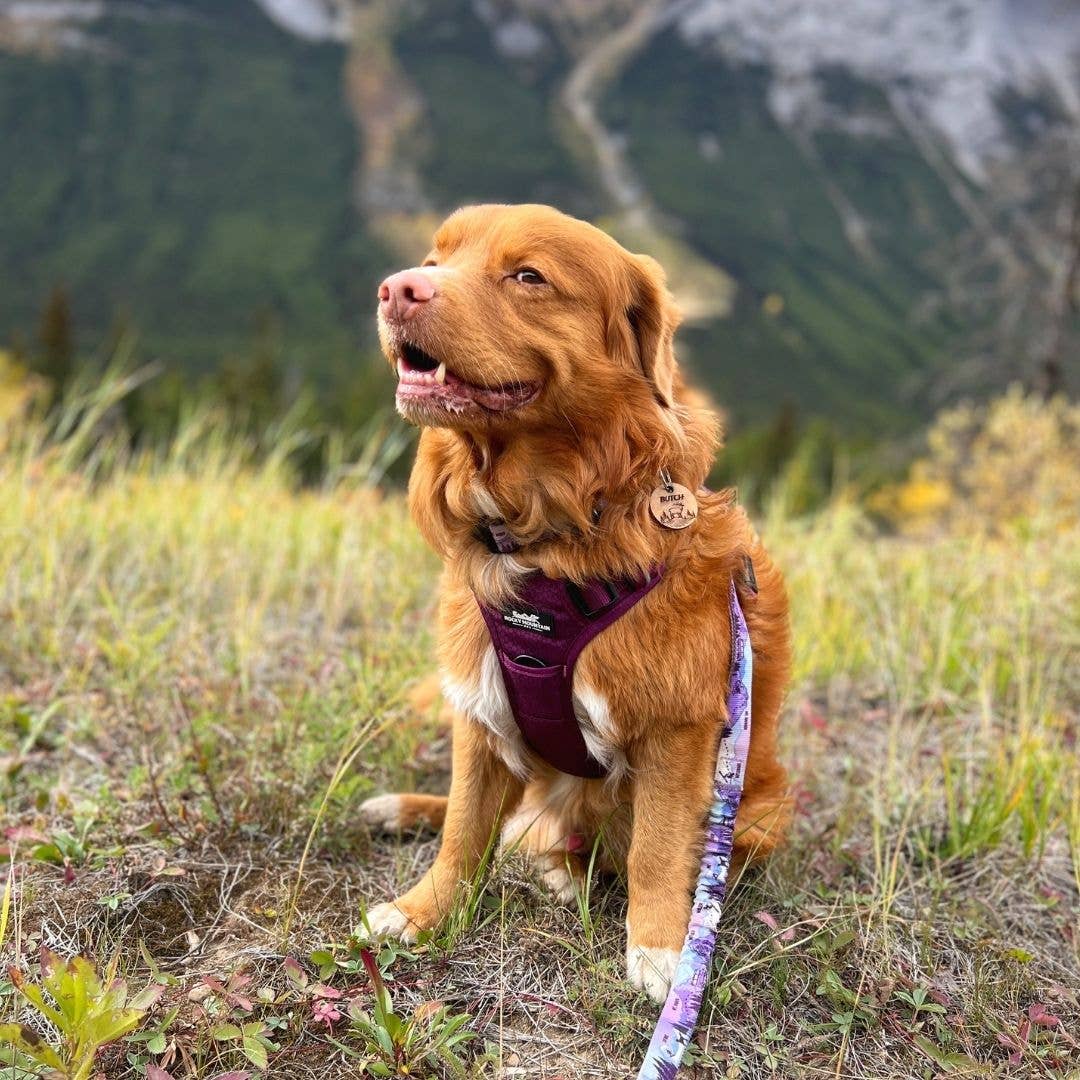 All-Terrain Dog Harness – Summit, No-Pull: Purple