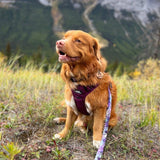 All-Terrain Dog Harness – Summit, No-Pull: Purple