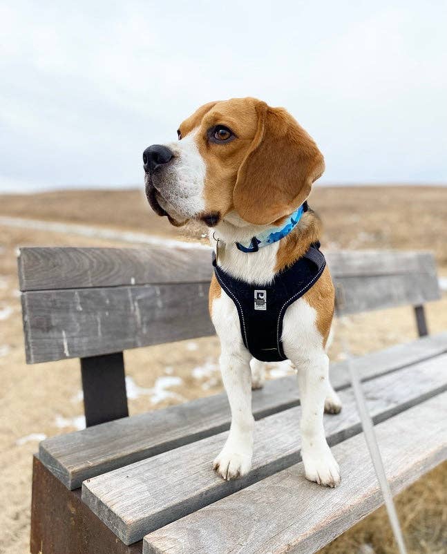 Kootenay Alpine Dog Collar: Blue