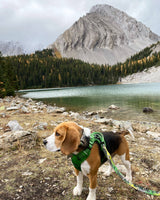 Kootenay All-Mountain Dog Leash: Green (Summer) / 6 ft leash