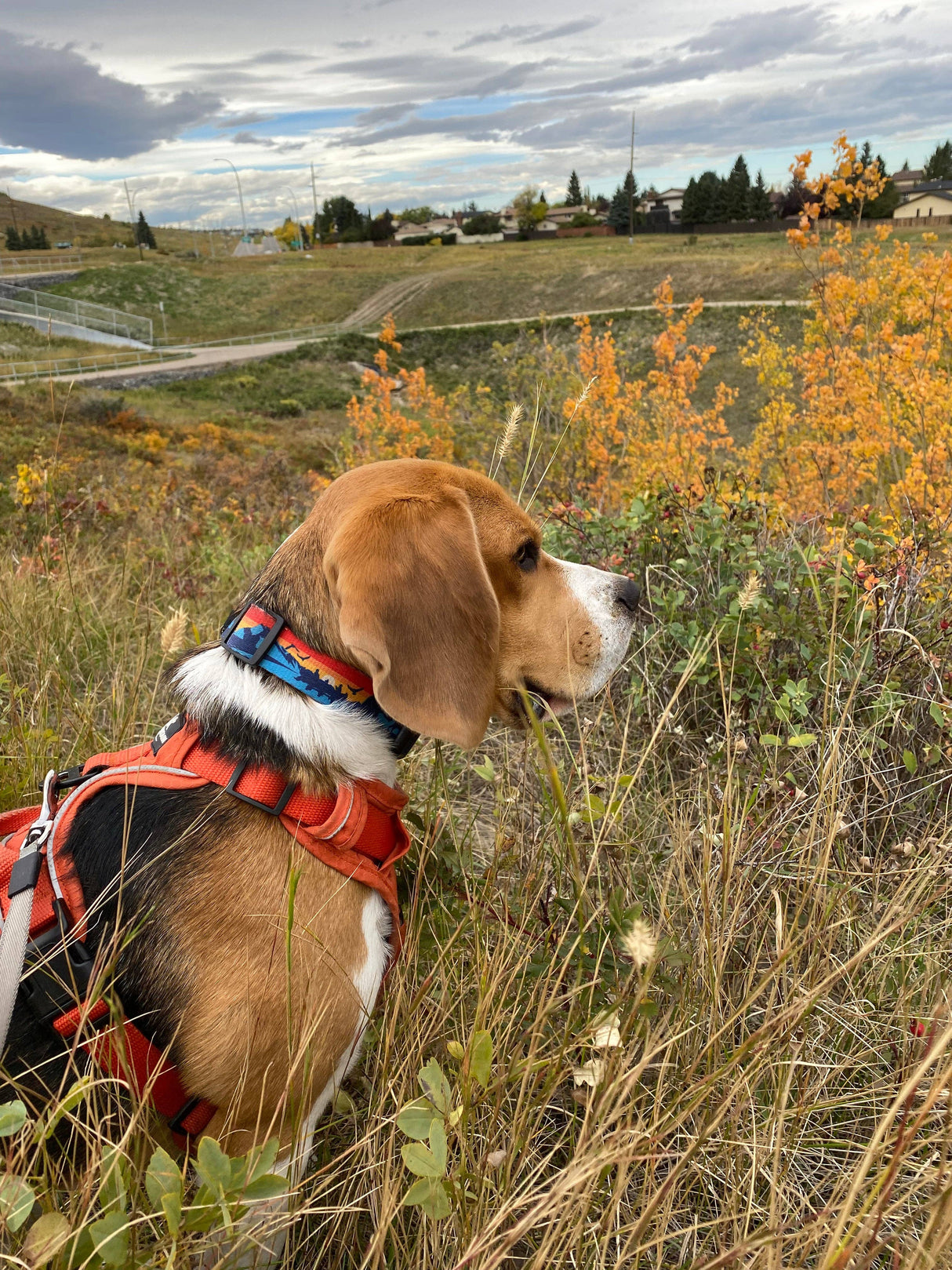 Banff Alpine Dog Collar
